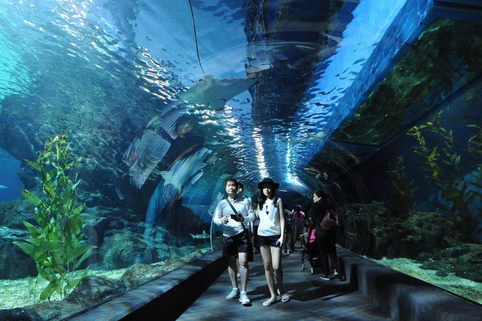 Die zahlreichen Aquarien in Deutschland laden Besucher aus aller Welt ein.