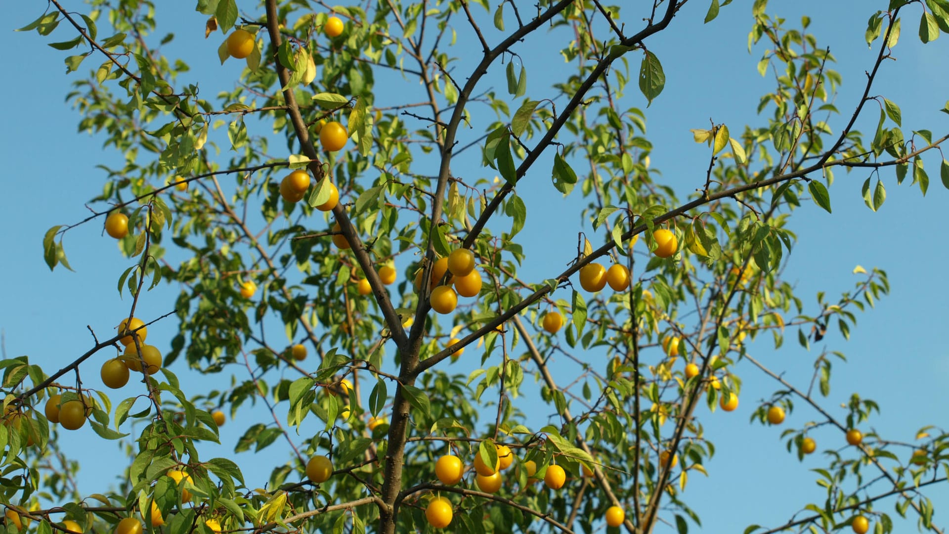 Mirabellen werden im August und September geerntet, danach ist Zeit für den Schnitt.