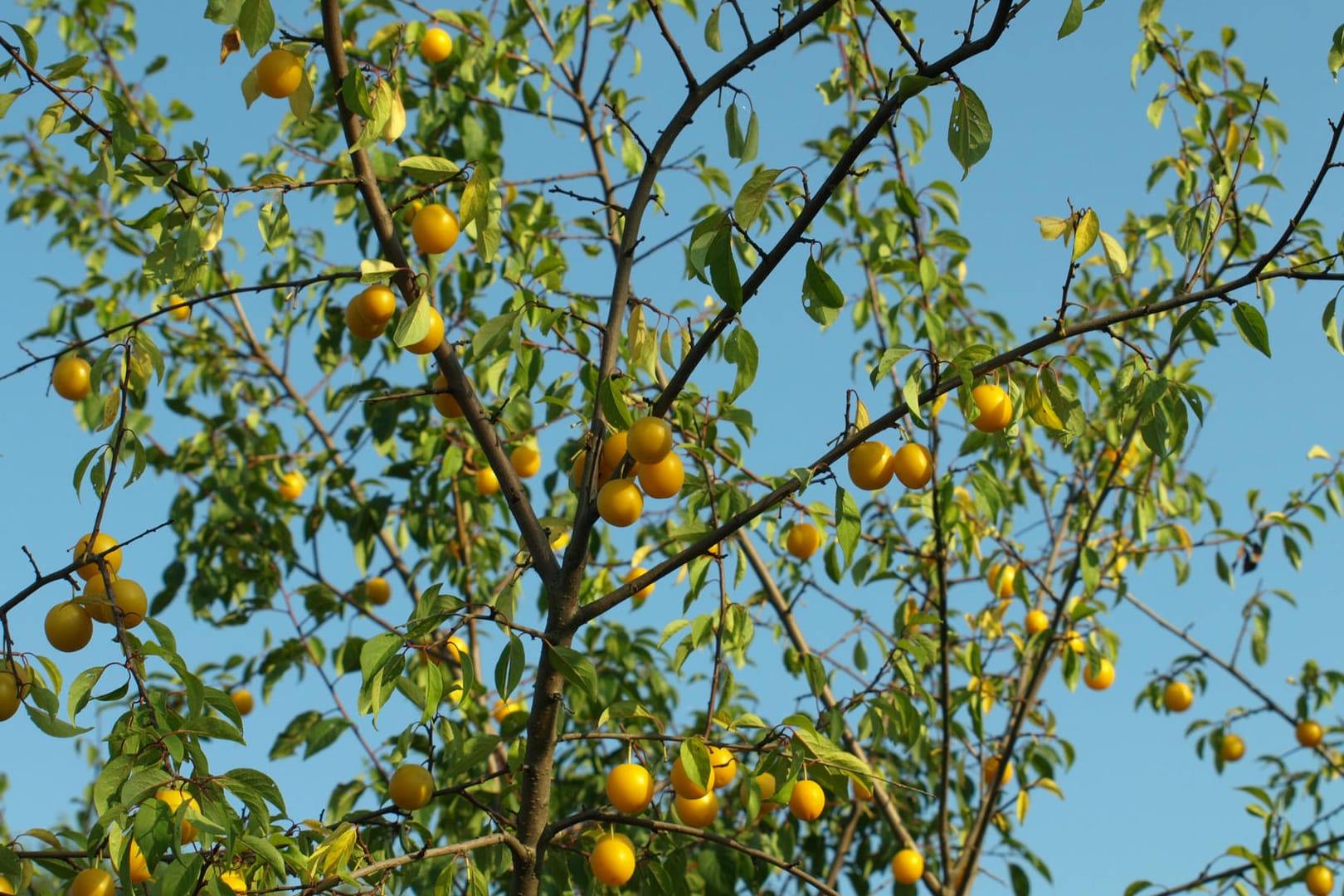 Mirabellen werden im August und September geerntet, danach ist Zeit für den Schnitt.