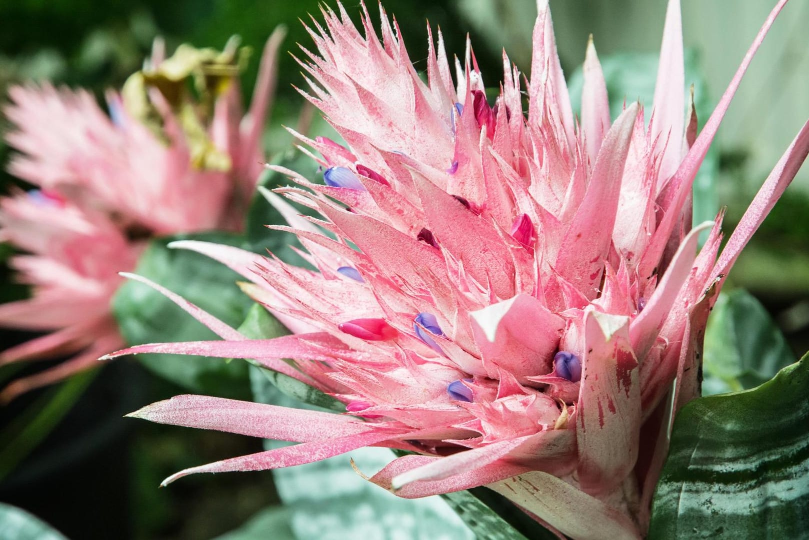 Die Lanzenrosette hat wirklich prächtige Blüten.