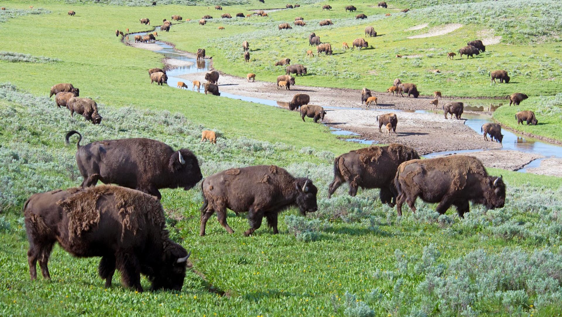 Bison ist im Vergleich zum Rind fast Fitness-Food.