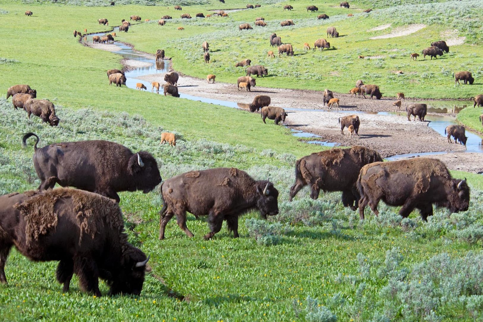 Bison ist im Vergleich zum Rind fast Fitness-Food.