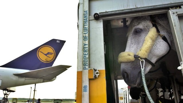 Ein Pferd in einem Flugcontainer (Archivbild): Bei einem Flug in den USA gelangte ein Vierbeiner aus seiner Box.