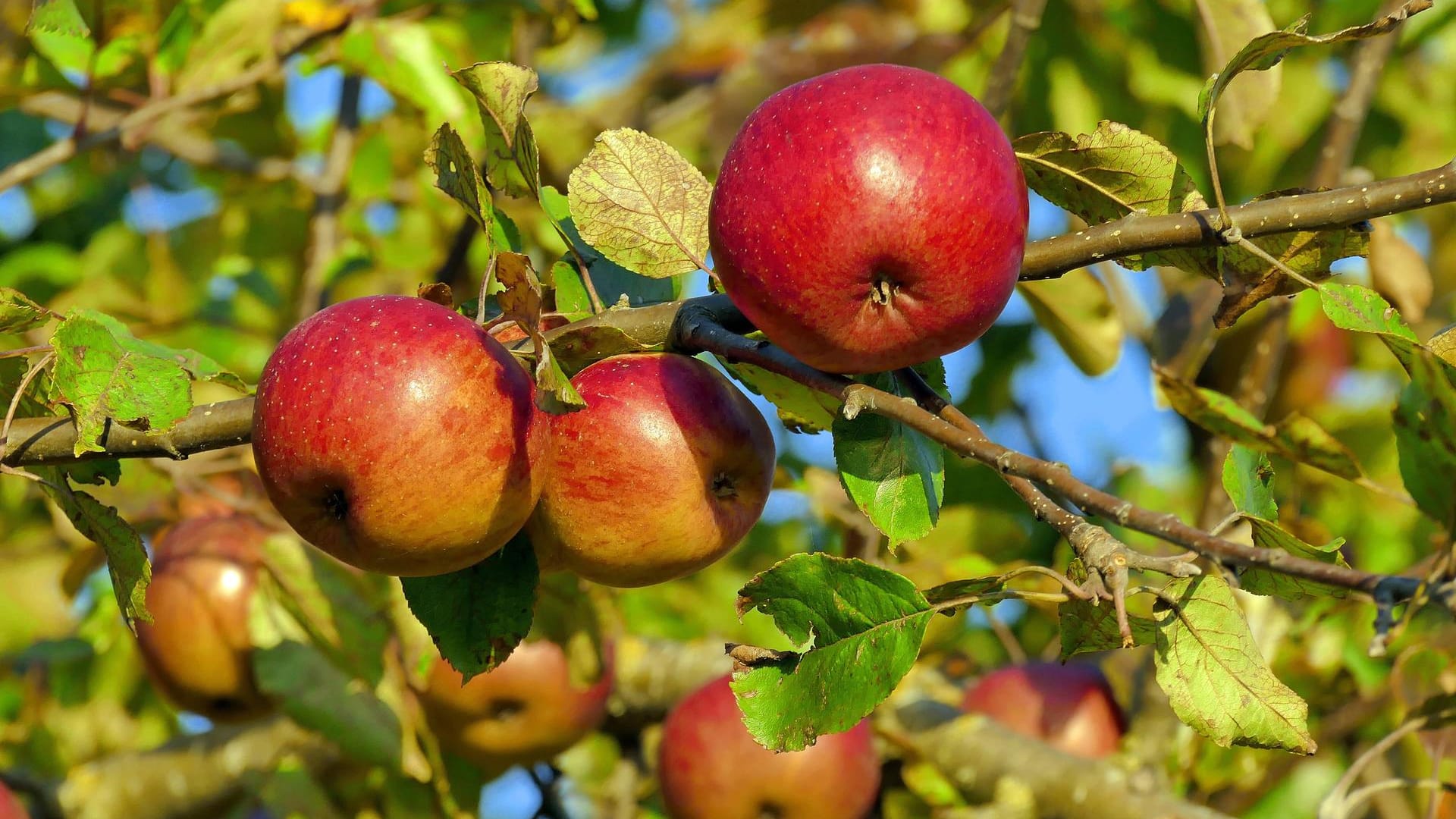 Aufgrund seines Aromas wird der Berner Rosenapfel auch Himbeerapfel genannt.