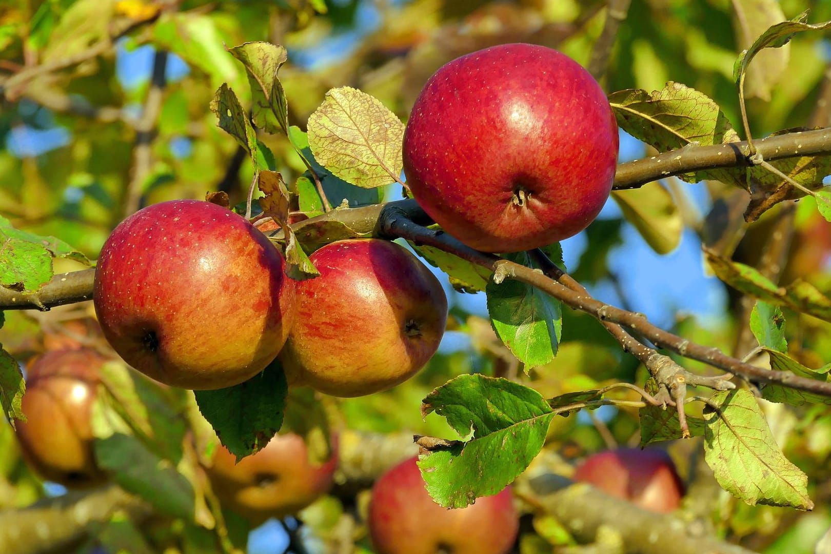 Aufgrund seines Aromas wird der Berner Rosenapfel auch Himbeerapfel genannt.