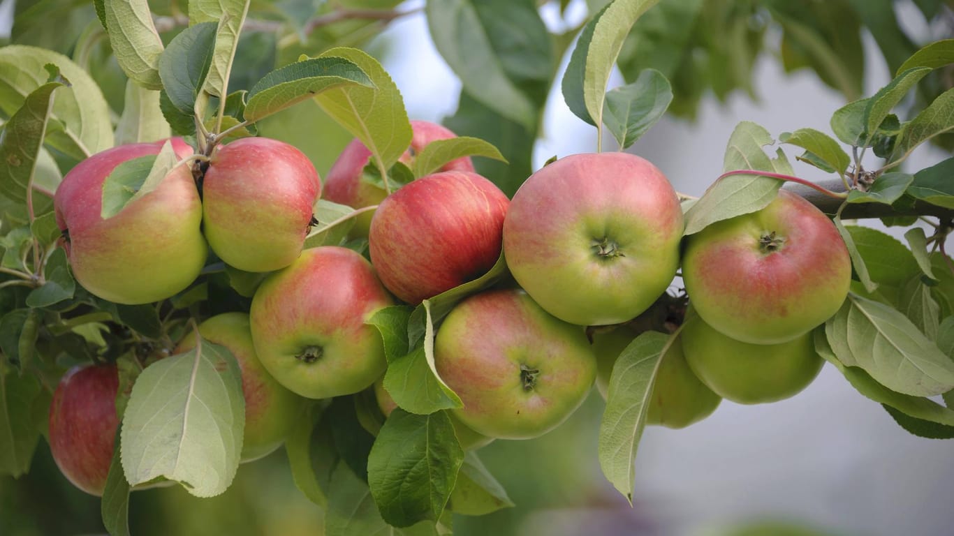 Der Brettacher ähnelt optisch stark dem abgebildeten Gravensteiner-Apfel.