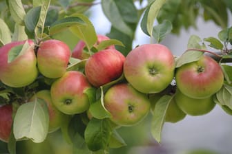 Der Brettacher ähnelt optisch stark dem abgebildeten Gravensteiner-Apfel.