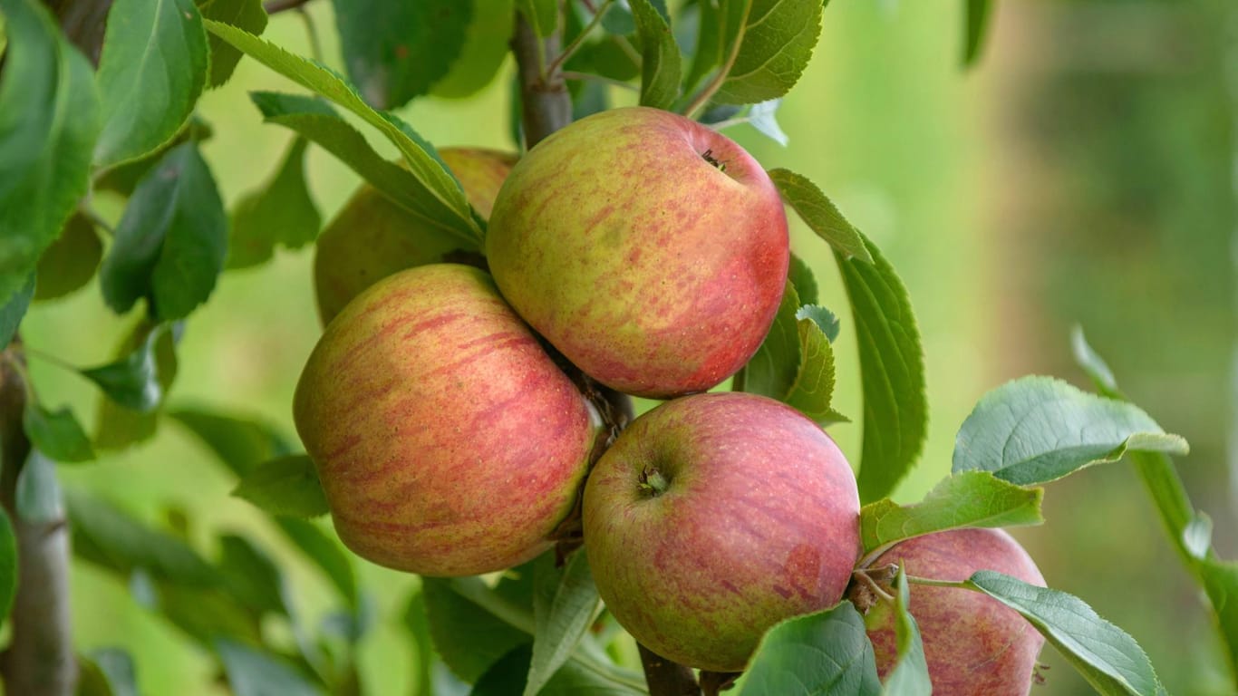 Die Äpfel der Sorte Gewürzluiken finden vor allem in der Industrie Verwendung.