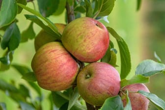 Die Äpfel der Sorte Gewürzluiken finden vor allem in der Industrie Verwendung.