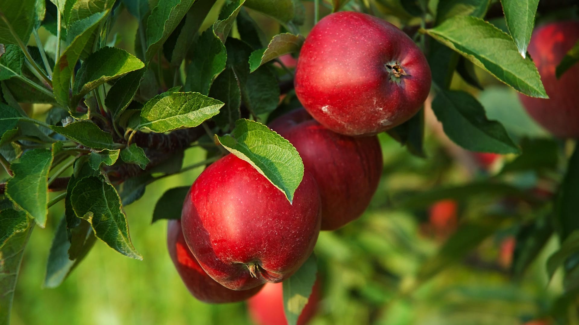 Der Jonathan Apfel springt mit seiner knalligen roten Farbe direkt ins Auge.