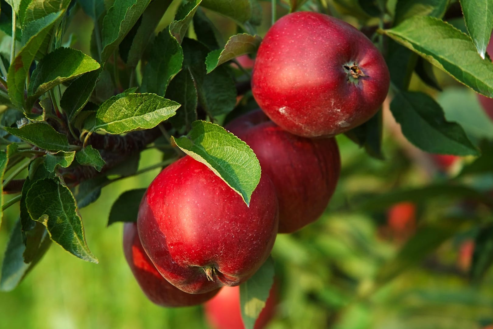 Der Jonathan Apfel springt mit seiner knalligen roten Farbe direkt ins Auge.