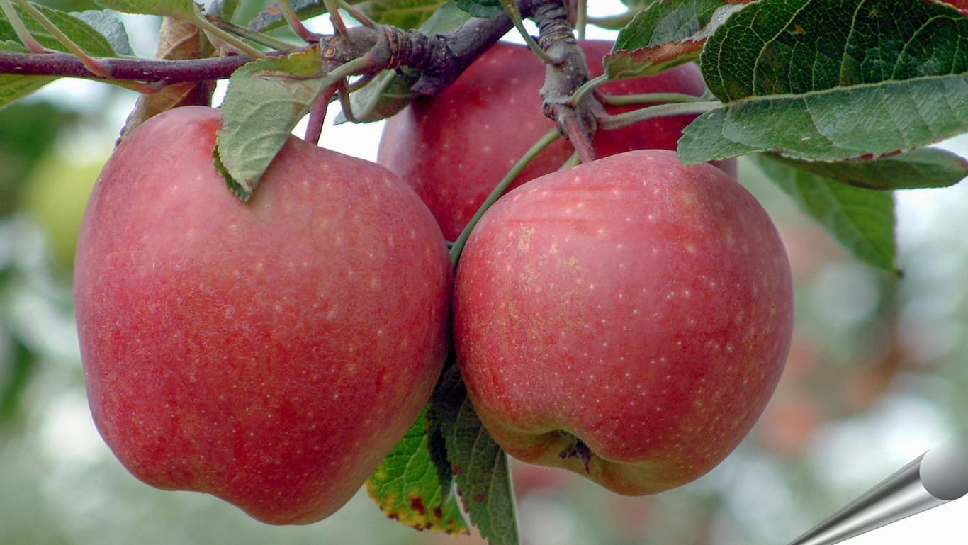 Die Red Delicious Äpfel zählen zu den beliebtesten Apfelsorten weltweit.
