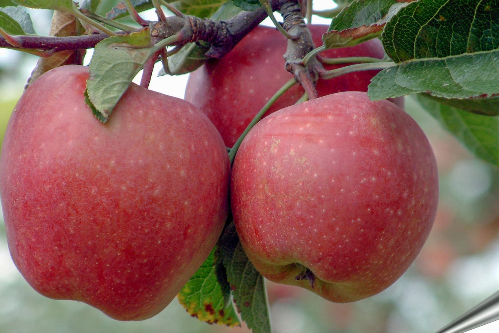 Die Red Delicious Äpfel zählen zu den beliebtesten Apfelsorten weltweit.