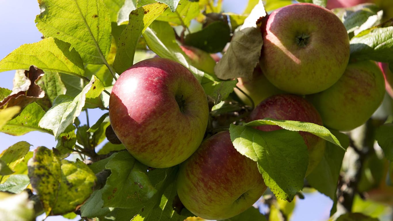 Die alte Apfelsorte Rheinischer Bohnapfel findet noch immer zum Mosten, Backen und Kochen Verwendung.