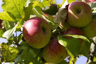 Die alte Apfelsorte Rheinischer Bohnapfel findet noch immer zum Mosten, Backen und Kochen Verwendung.