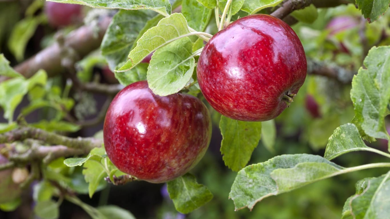 Der Rote Eisenapfel gehört zu den ältesten Apfelsorten überhaupt.