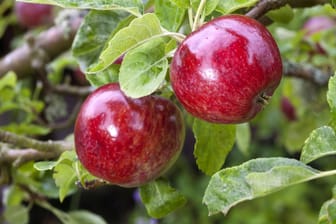 Der Rote Eisenapfel gehört zu den ältesten Apfelsorten überhaupt.