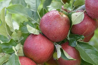 Noch ist nicht allzu viel bekannt um den Wellant, einer der jüngsten Apfelsorten.