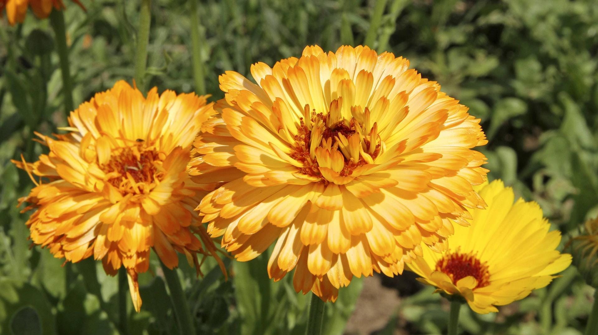 Die Ringelblume hat eine heilsame Wirkung.