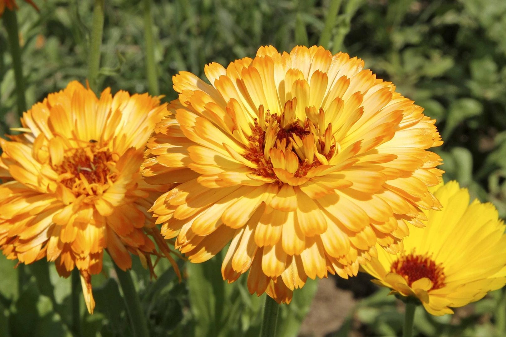 Die Ringelblume hat eine heilsame Wirkung.