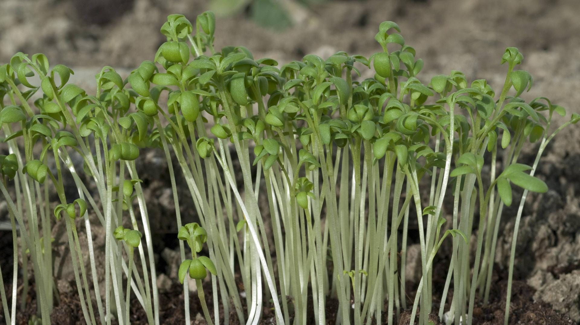 Gartenkresse ist ein vielseitig verwendbares Küchenkraut.