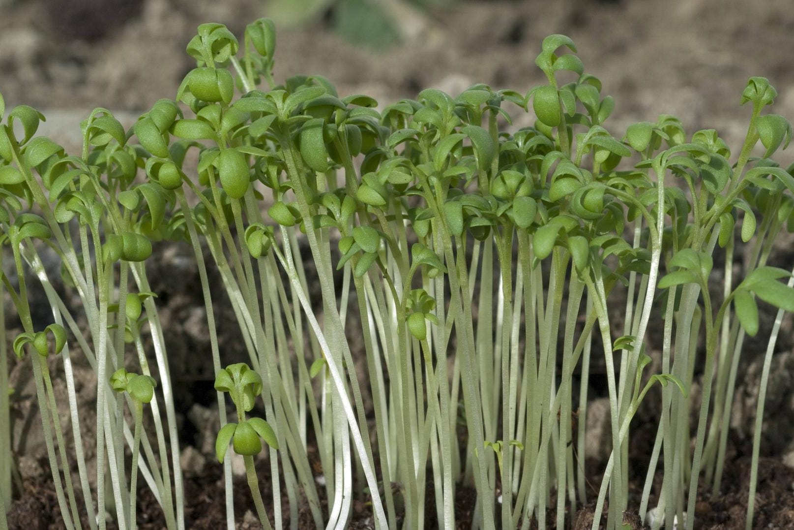 Gartenkresse ist ein vielseitig verwendbares Küchenkraut.