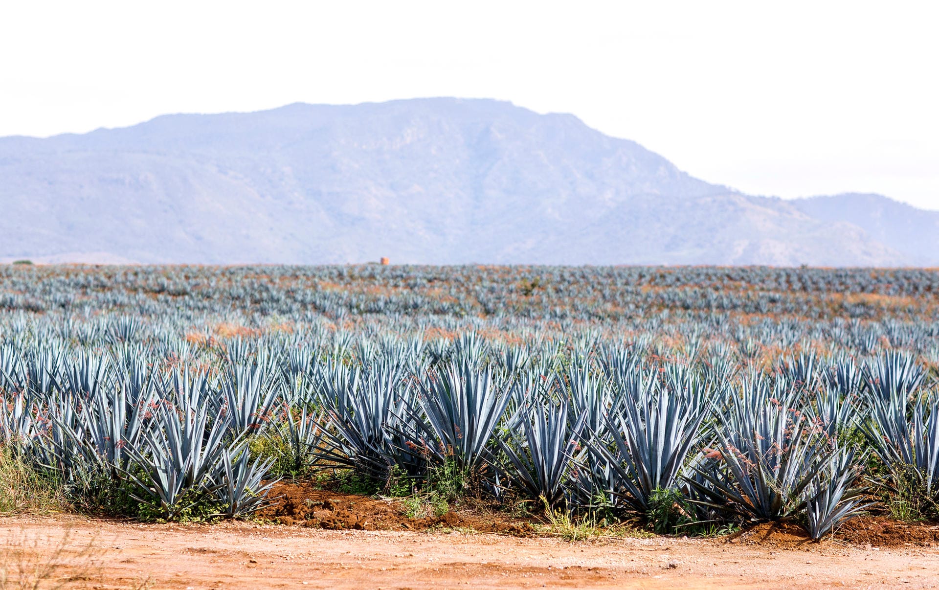 Im Hochland der mexikanischen Regionen Guadalajara und Jalisco wachsen die blauen Weber-Agaven. Die besten Tequilas bestehen zu 100 Prozent aus dem Destillat dieser Pflanzen. "Mixto"-Tequila dagegen muss nur 51 Prozent davon enthalten. Der Rest wird aus Rohrzucker destilliert.