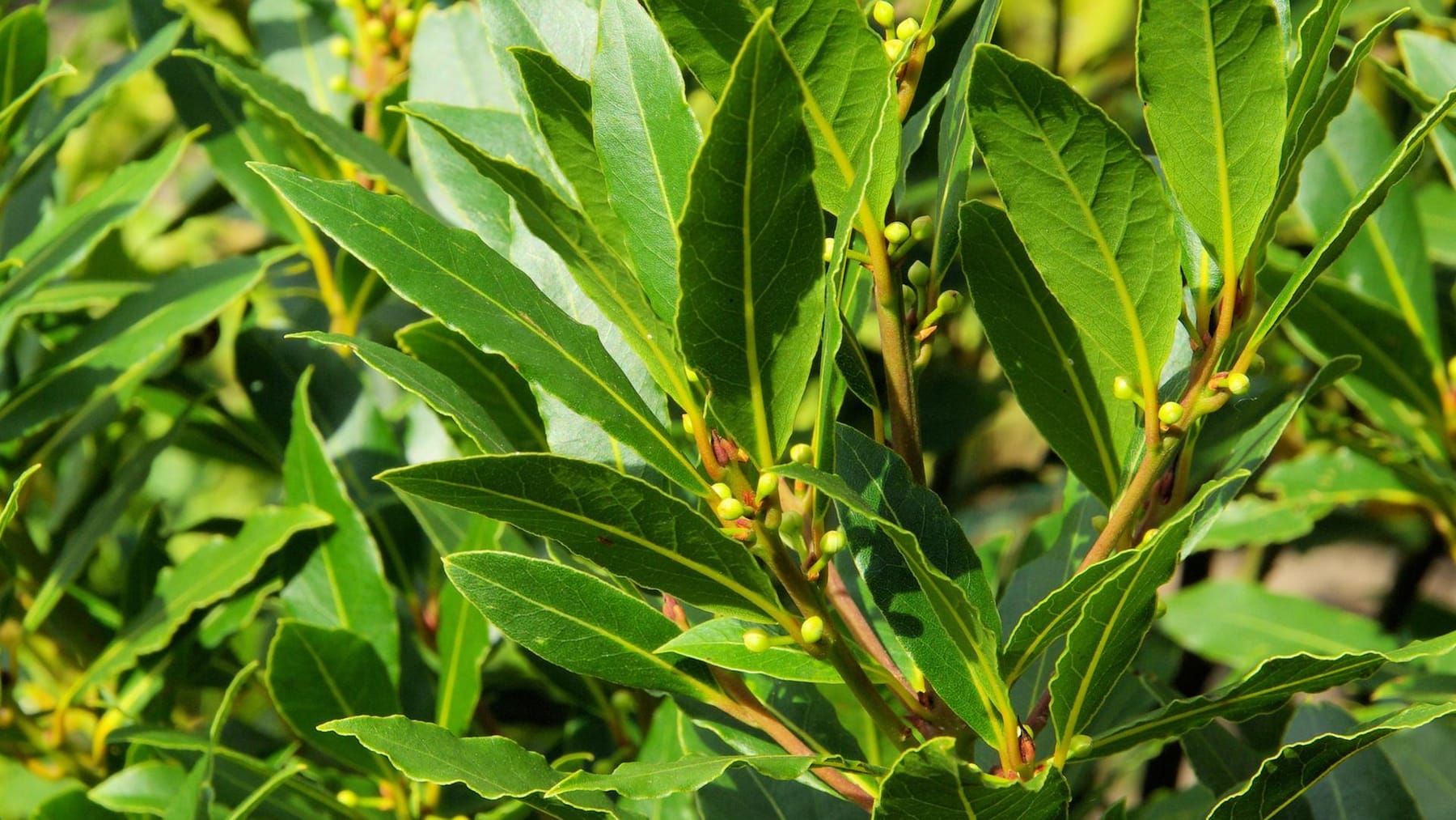 Lorbeer (Laurus nobilis) pflanzen, pflegen und überwintern