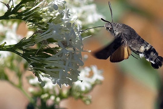 Auch das Taubenschwänzchen steht auf der roten Liste der vom Aussterben bedrohten Tierarten.