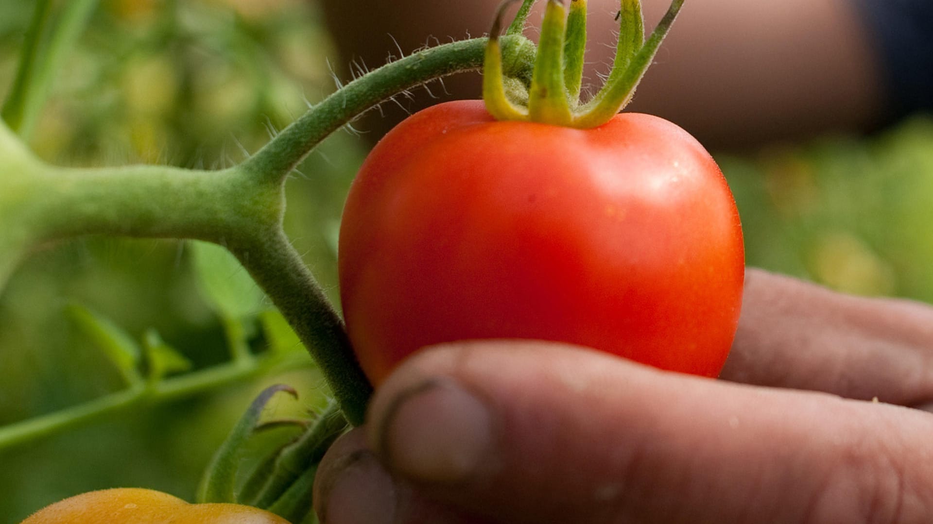 Tomatensamen aus der eigenen Aufzucht gewinnen