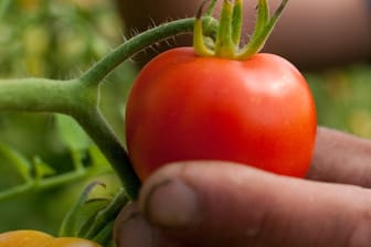 Tomatensamen aus der eigenen Aufzucht gewinnen