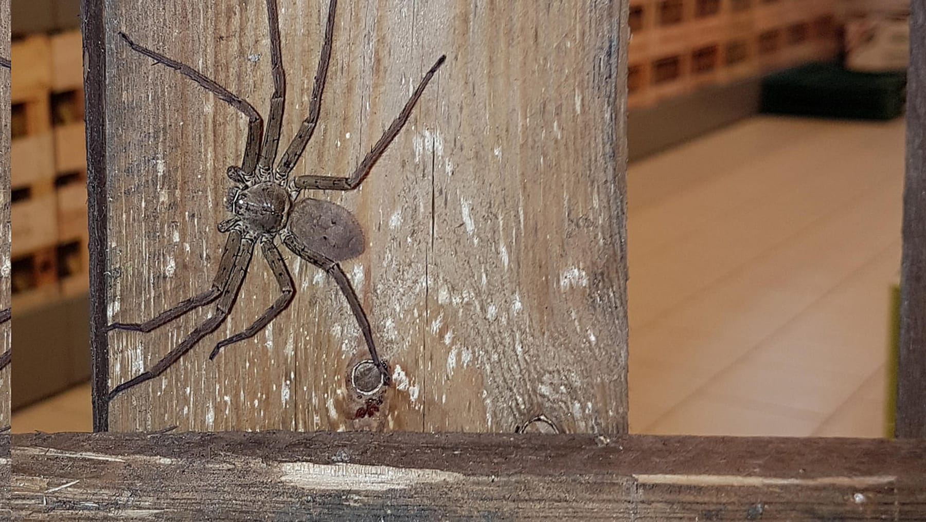 Furchtloser Polizist Fängt Riesenspinne In Supermarkt