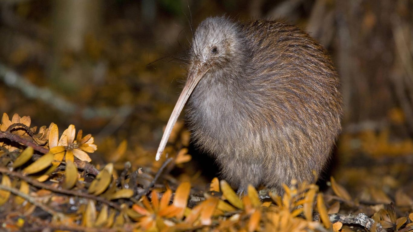 Der Kiwi Vogel oder Apteryx ist vor allem in Neuseeland zuhause.