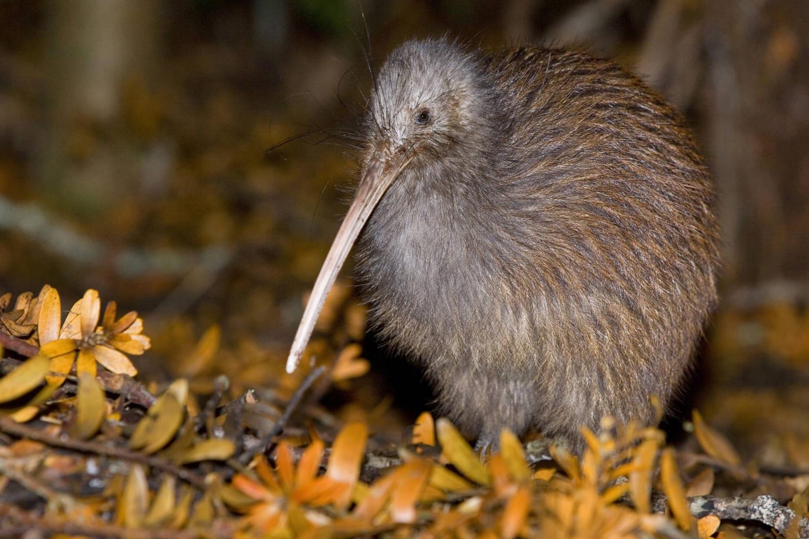 Der Kiwi Vogel oder Apteryx ist vor allem in Neuseeland zuhause.