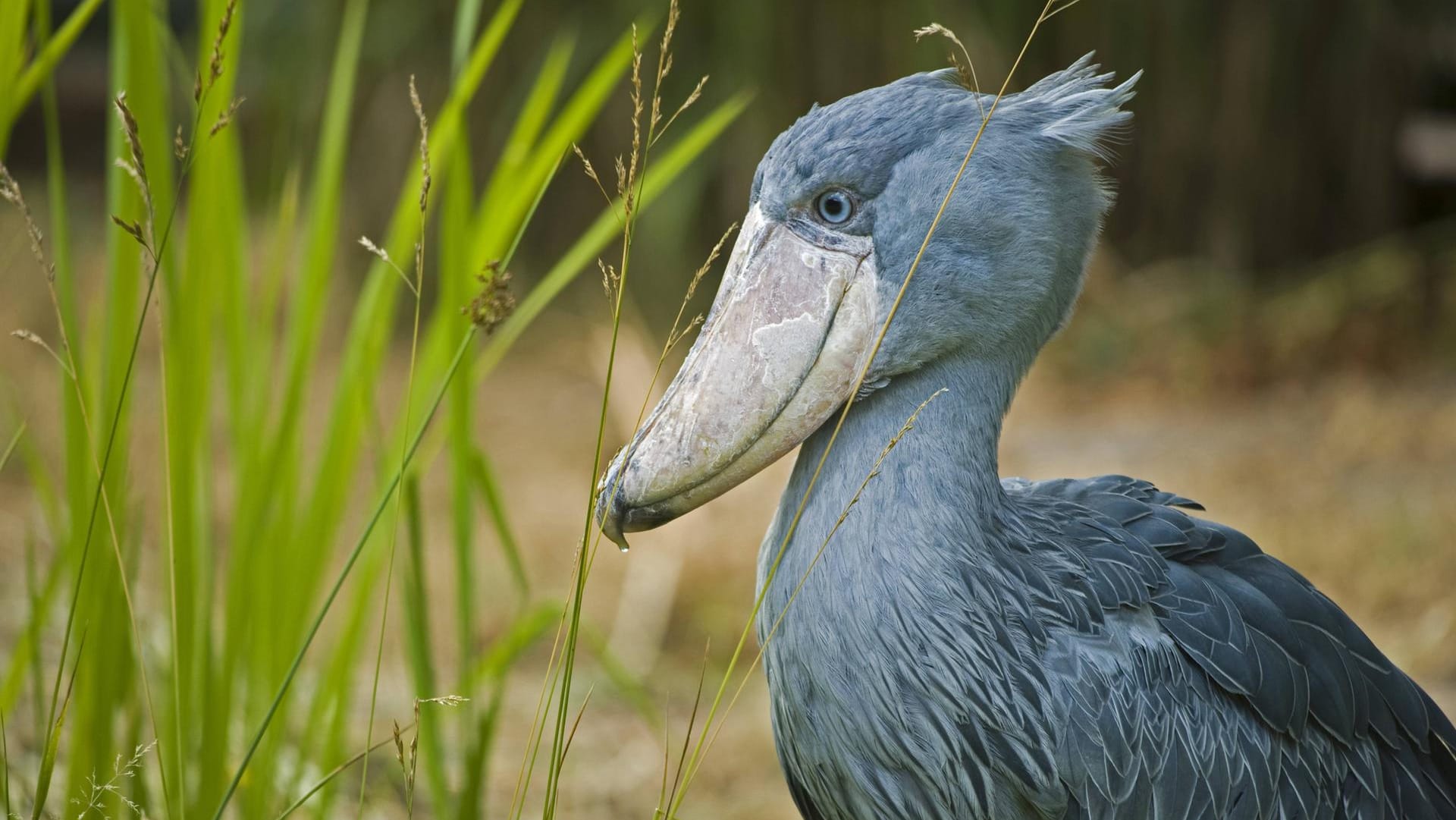 Ähnlich wie ein Storch besitzt der Schuhschnabel ein außerordentlich großes Mundwerkzeug.