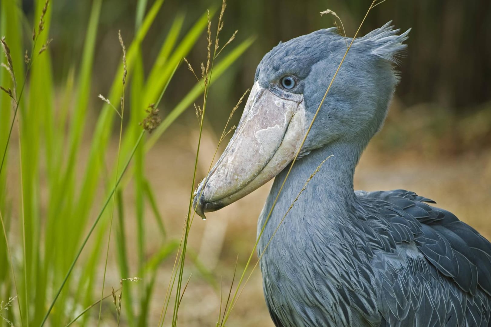 Ähnlich wie ein Storch besitzt der Schuhschnabel ein außerordentlich großes Mundwerkzeug.