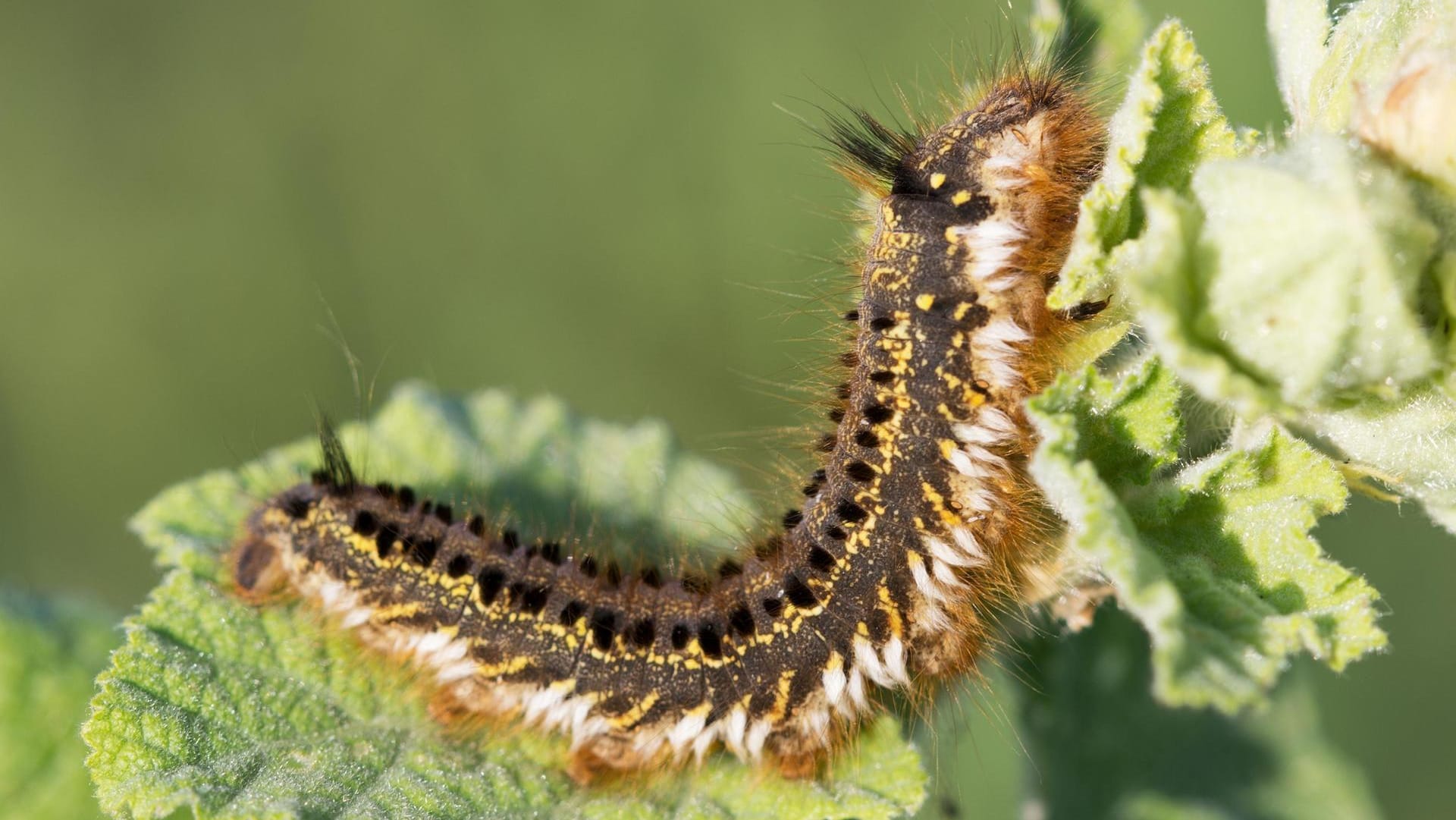 Raupen haben mächtig Appetit. Doch nicht alle Raupenarten im Garten sind schädlich.