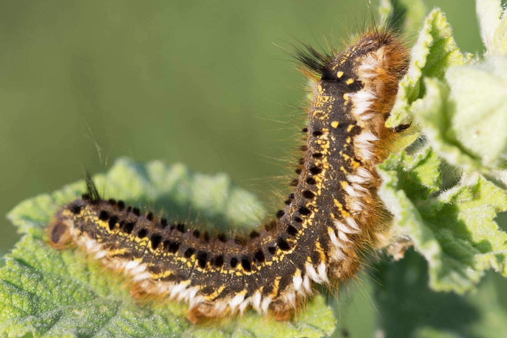 Raupen haben mächtig Appetit. Doch nicht alle Raupenarten im Garten sind schädlich.