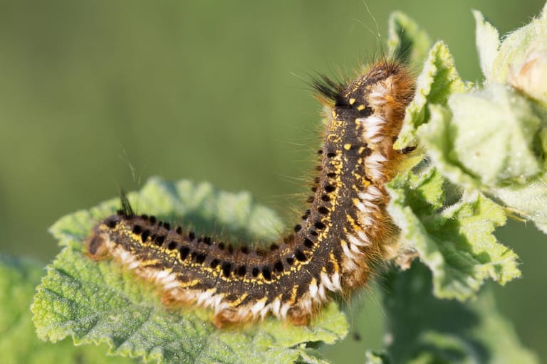FotoShow Schädliche Raupenarten im Garten erkennen