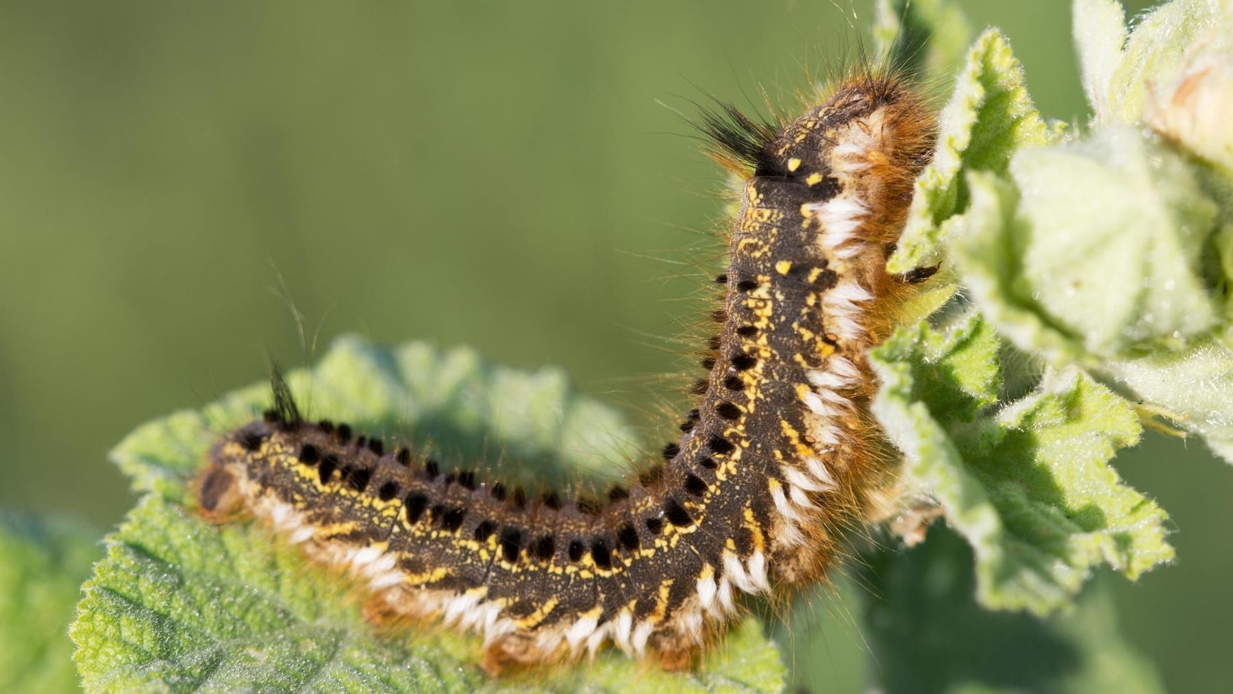 FotoShow Schädliche Raupenarten im Garten erkennen