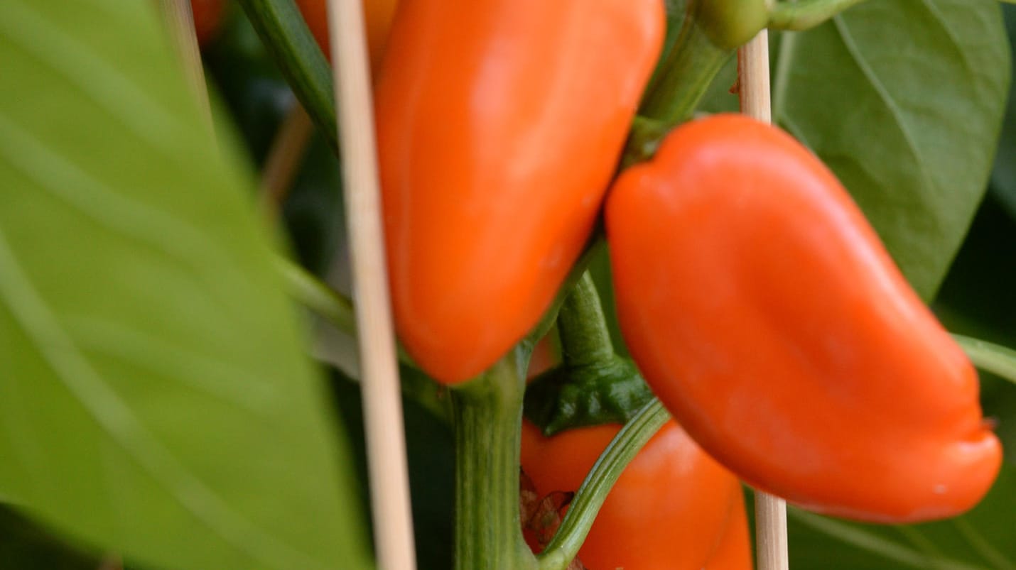 Chili aus dem Garten.