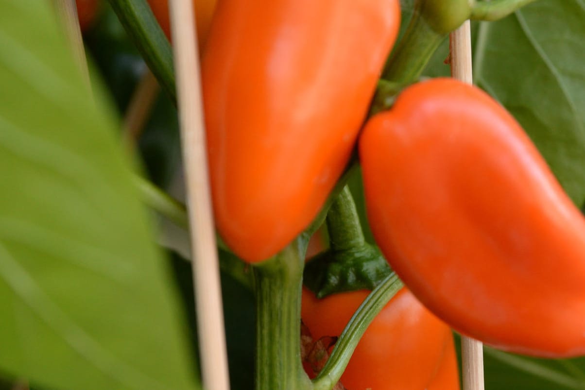 Chili aus dem Garten.