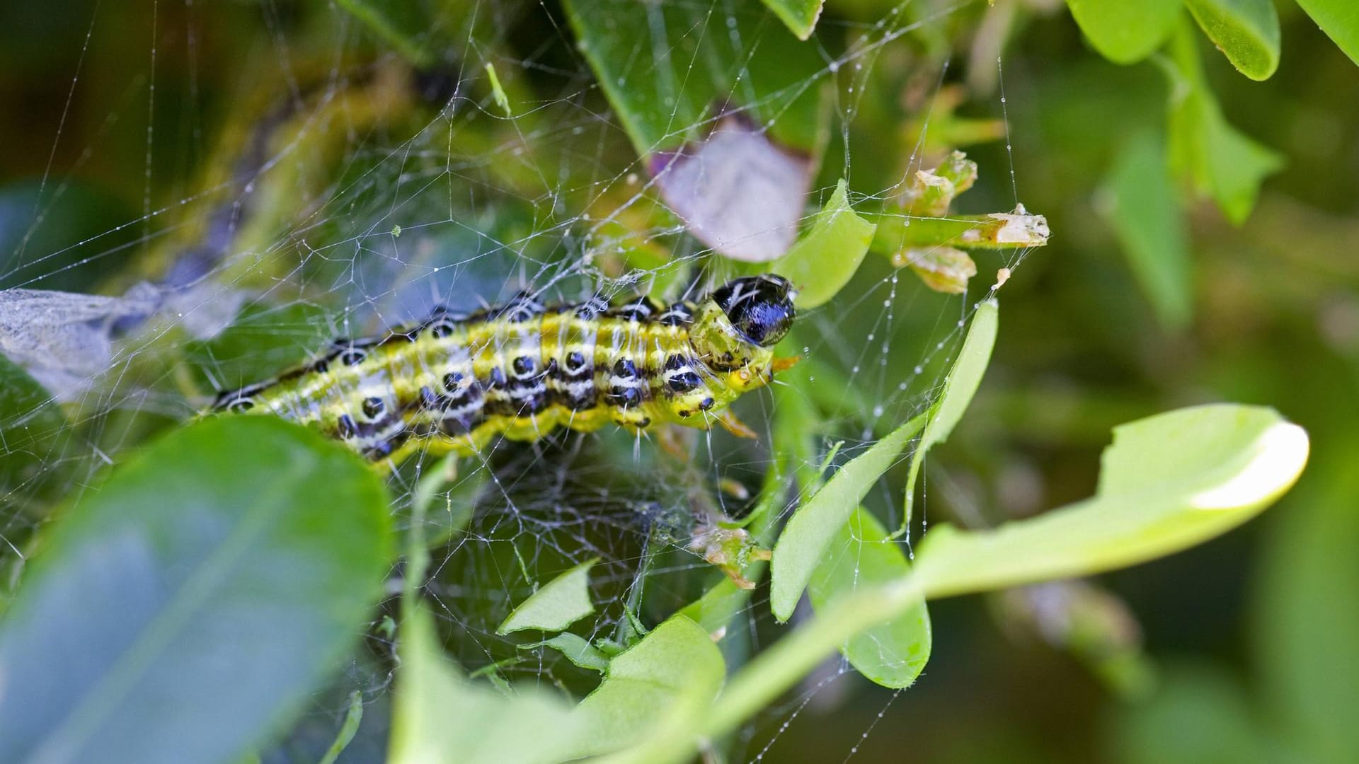 Buchsbaumzünsler (Cydalima perspectalis)