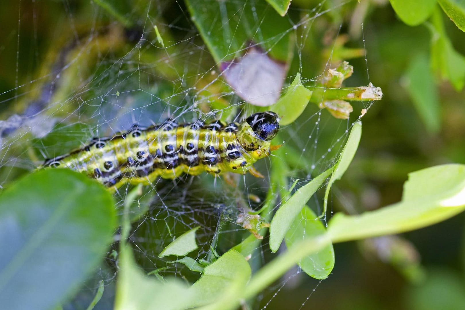 Buchsbaumzünsler (Cydalima perspectalis)