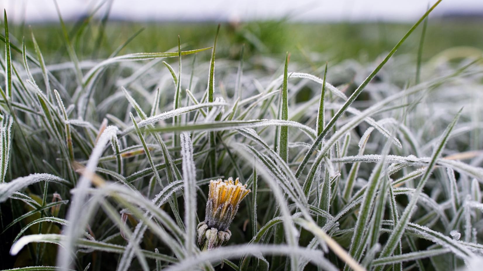 Bodenfrost kennt man normalerweise eher im November - wie hier in Gröditz, Sachsen, am 27.11.2014.