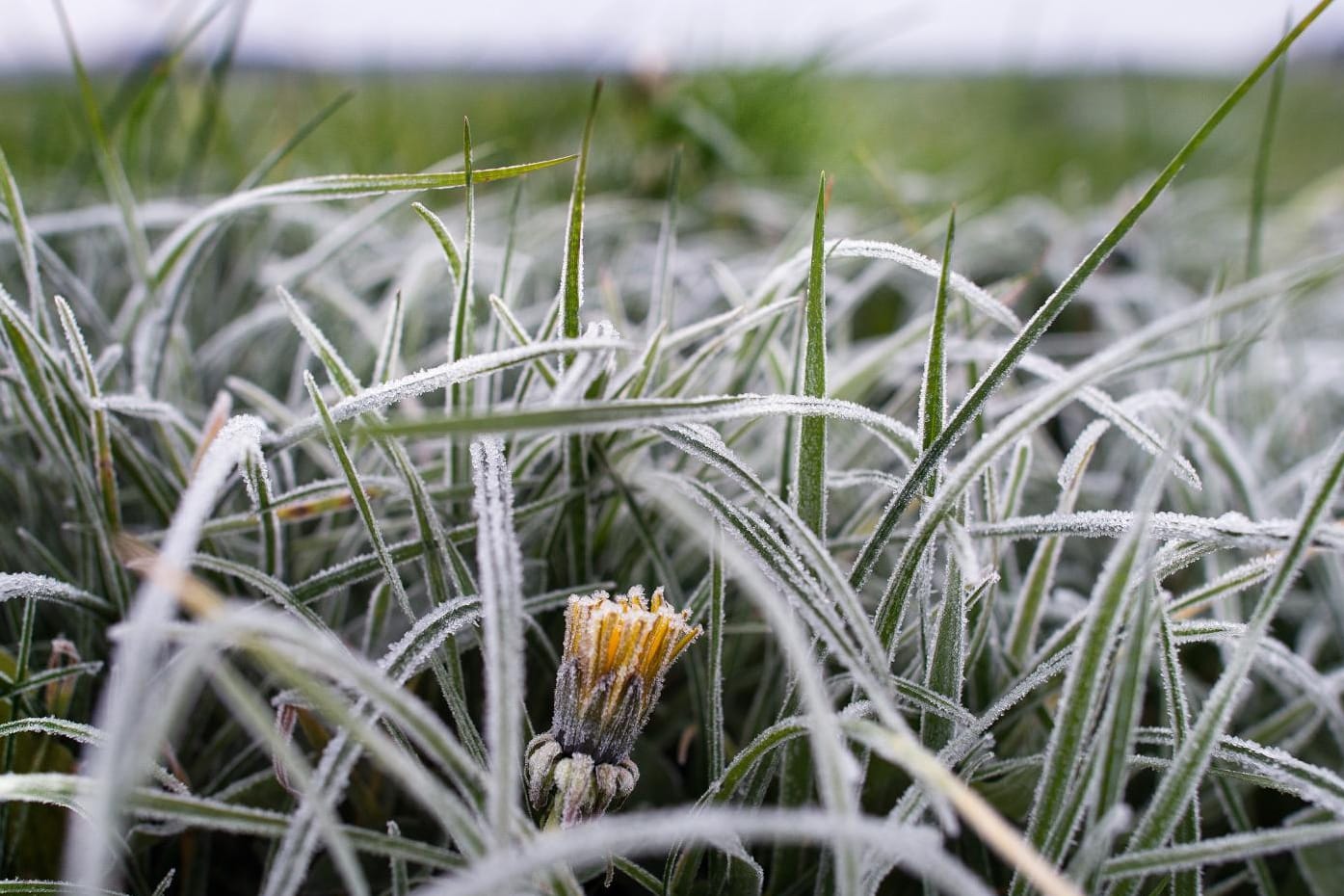 Bodenfrost kennt man normalerweise eher im November - wie hier in Gröditz, Sachsen, am 27.11.2014.