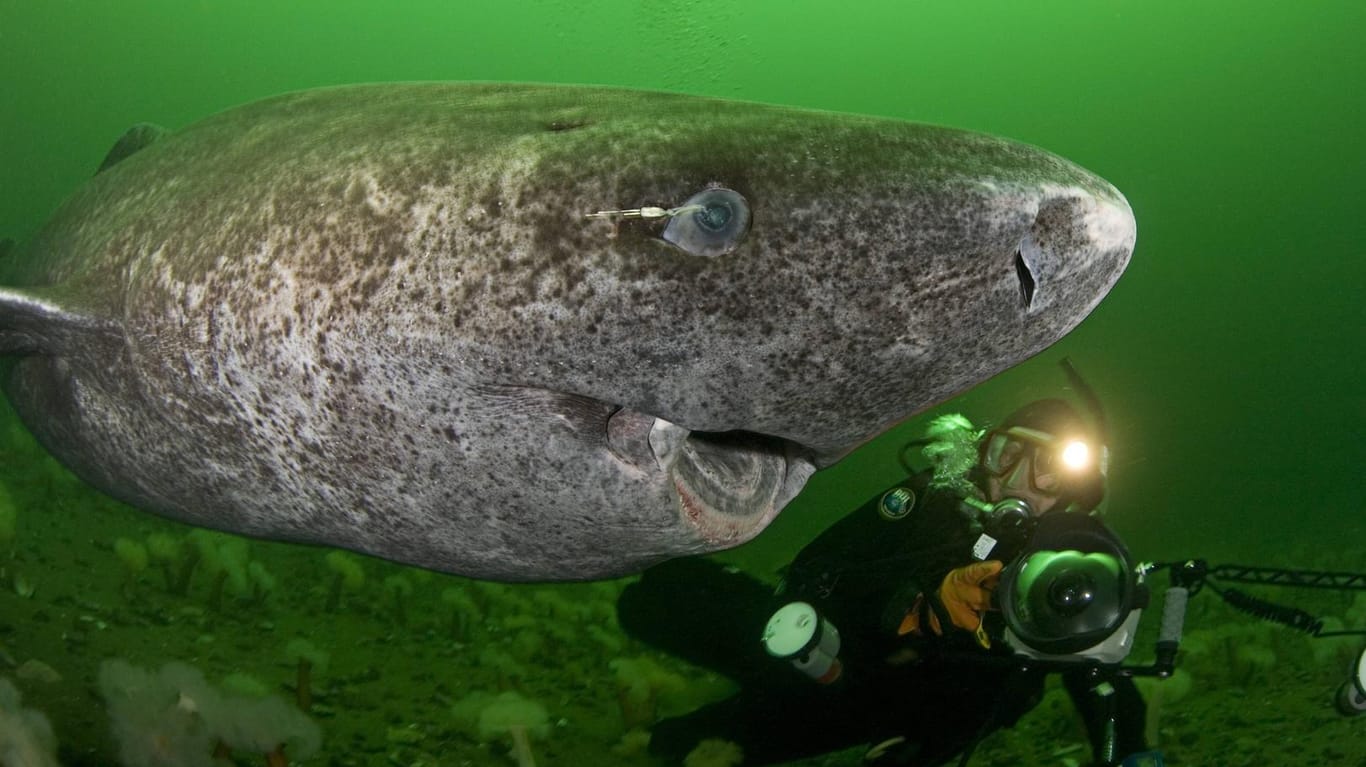 Grönlandhai: Der Methusalem unter den Wirbeltieren wird 400 Jahre alt.
