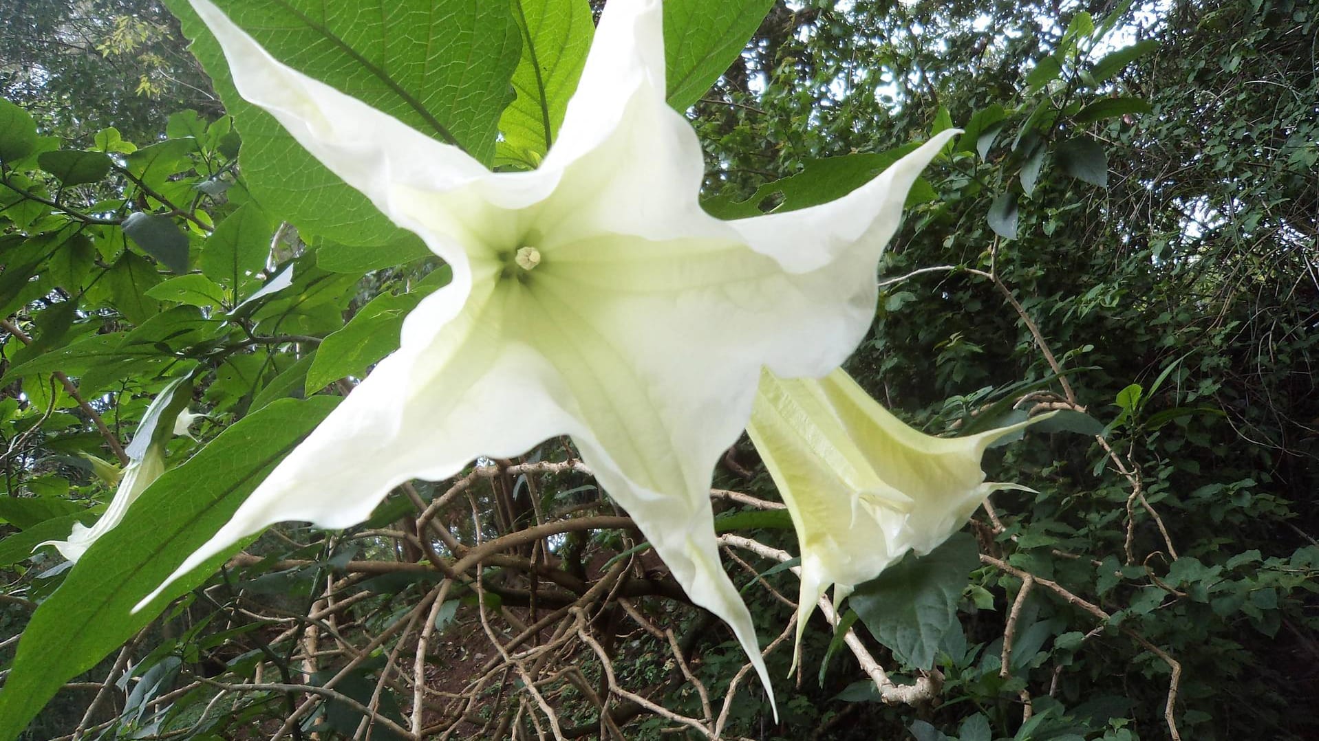 Die Blüte vom Stechapfel ist weiß-violett und riecht leicht süßlich.