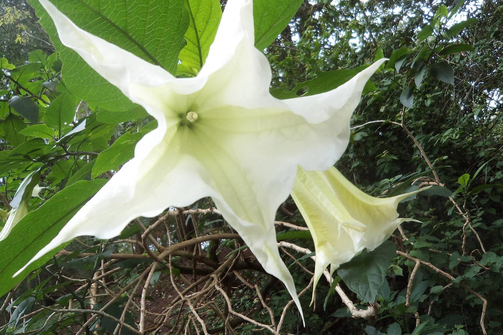 Die Blüte vom Stechapfel ist weiß-violett und riecht leicht süßlich.