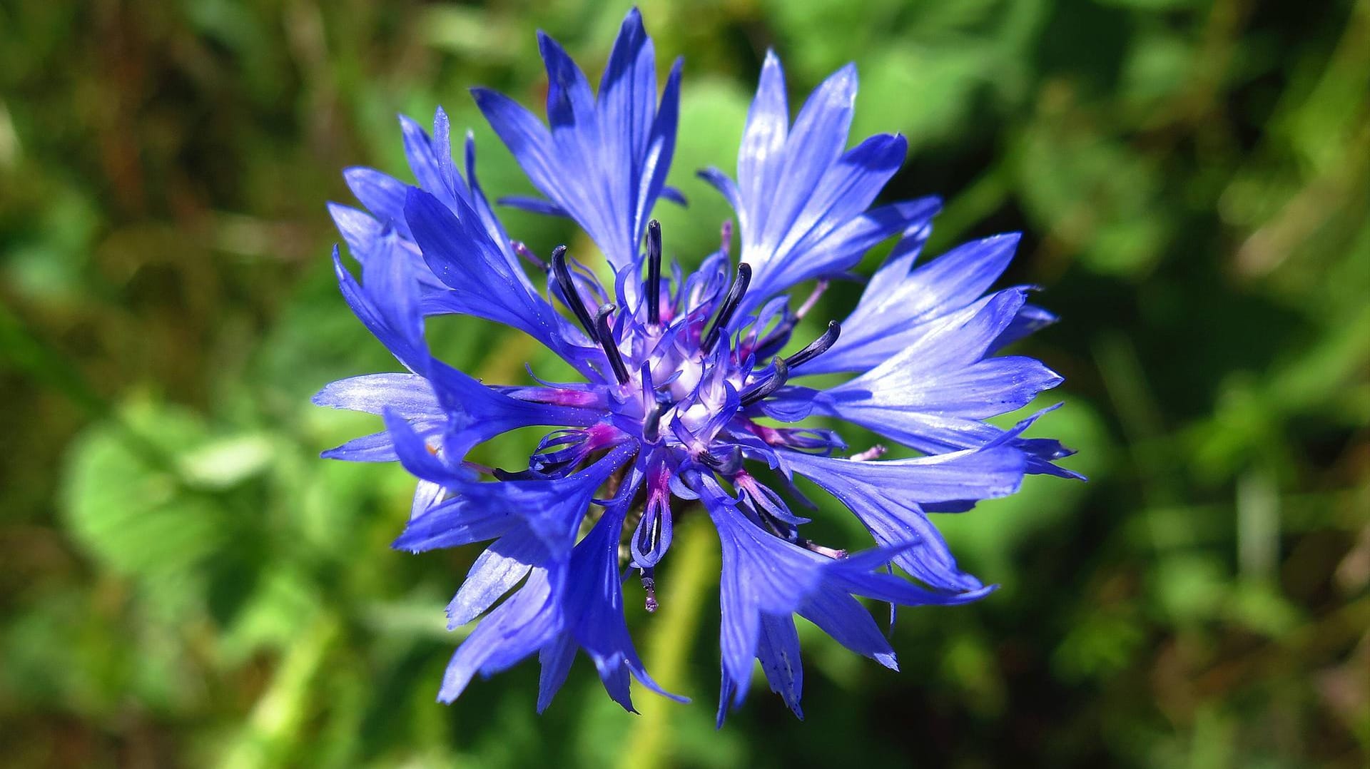 Die Kornblume steht mittlerweile unter Naturschutz.